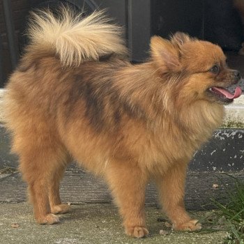 chiot Spitz allemand Roux merle VALOMA spitz Domaine de la Chantelaie chiot Spitz allemand Roux merle VALOMA spitz Domaine de la Chantelaie
