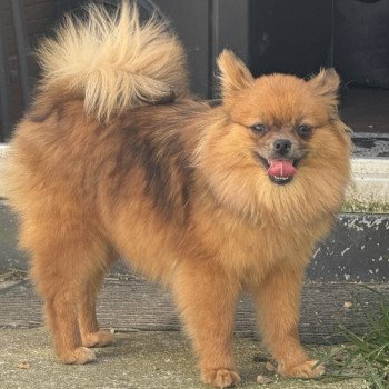 chiot Spitz allemand Roux merle VALOMA spitz Domaine de la Chantelaie chiot Spitz allemand Roux merle VALOMA spitz Domaine de la Chantelaie