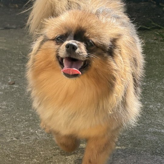 chiot Spitz allemand Roux merle VALOMA spitz Domaine de la Chantelaie