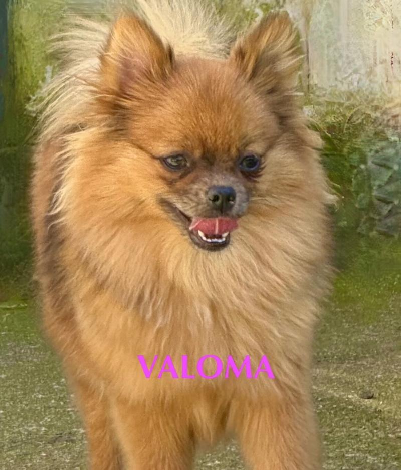 VALOMA spitz Femelle Spitz allemand