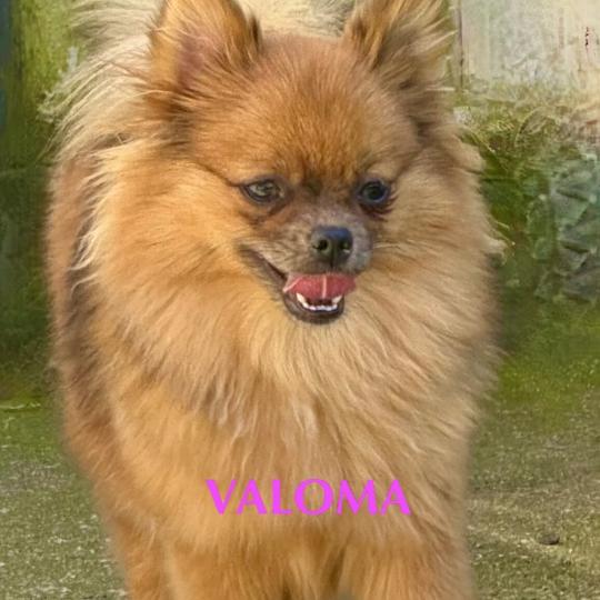 VALOMA spitz Femelle Spitz allemand