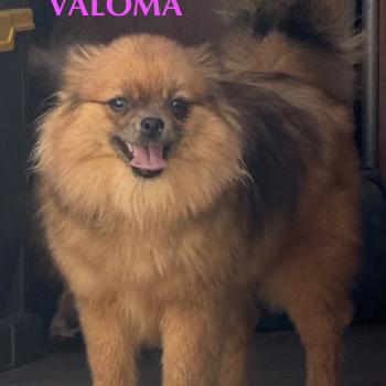 chien Spitz allemand Roux merle VALOMA spitz Domaine de la Chantelaie