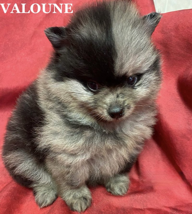 VALOUNE spitz Femelle Spitz allemand