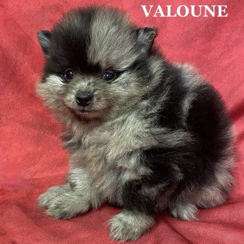 chiot Spitz allemand VALOUNE spitz à réserver Domaine de la Chantelaie chiot Spitz allemand VALOUNE spitz à réserver Domaine de la Chantelaie