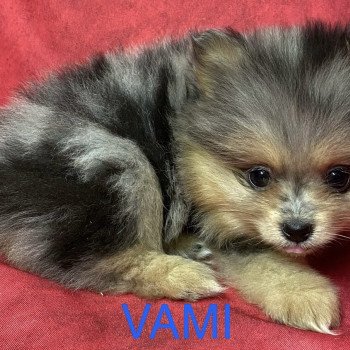 chiot Spitz allemand merle VAMI spitz allemand Domaine de la Chantelaie chiot Spitz allemand merle VAMI spitz allemand Domaine de la Chantelaie