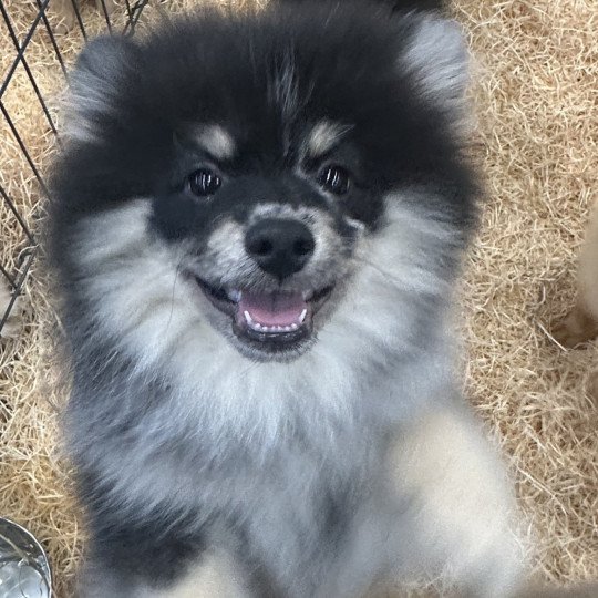 chiot Spitz allemand merle VAMOS spitz Domaine de la Chantelaie
