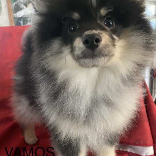 chiot Spitz allemand merle VAMOS spitz Domaine de la Chantelaie