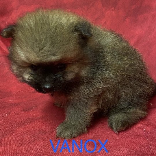 chiot Spitz allemand charbonné VANOX spitz allemand Domaine de la Chantelaie