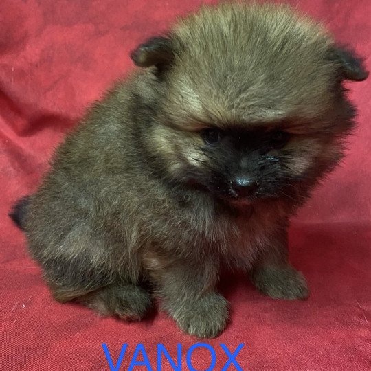 chiot Spitz allemand charbonné VANOX spitz allemand Domaine de la Chantelaie