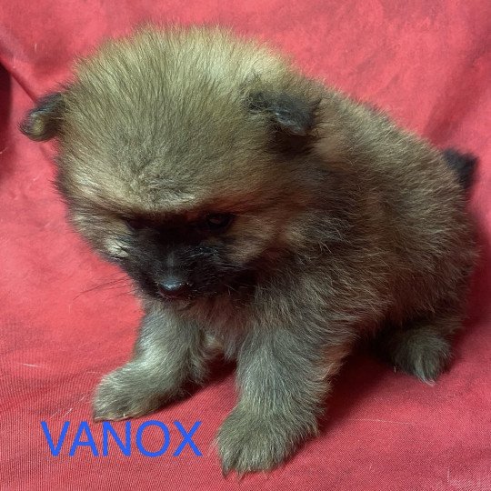 chiot Spitz allemand charbonné VANOX spitz allemand Domaine de la Chantelaie