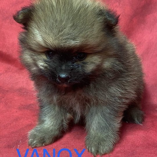 chiot Spitz allemand charbonné VANOX spitz allemand Domaine de la Chantelaie