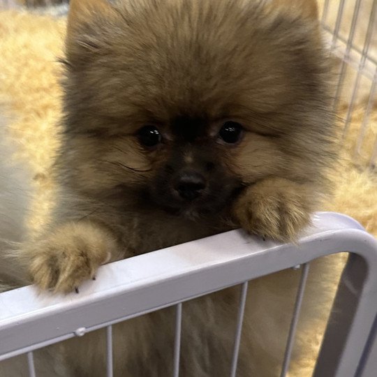 chiot Spitz allemand charbonné VANOX spitz allemand Domaine de la Chantelaie