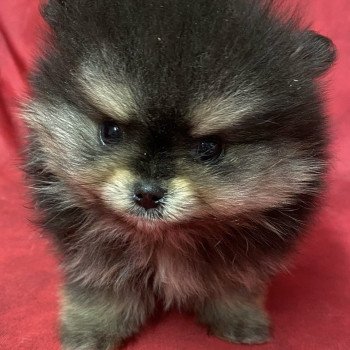 chiot Spitz allemand noir VAXOU spitz allemand Domaine de la Chantelaie chiot Spitz allemand noir VAXOU spitz allemand Domaine de la Chantelaie