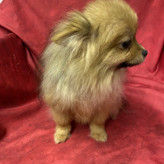 VEBER Spitz Allemand extra nain Mâle Spitz allemand