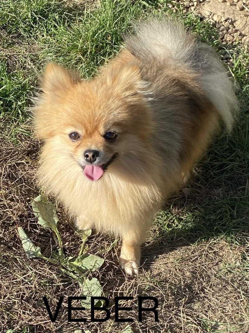 VEBER Spitz Allemand extra nain Mâle Spitz allemand