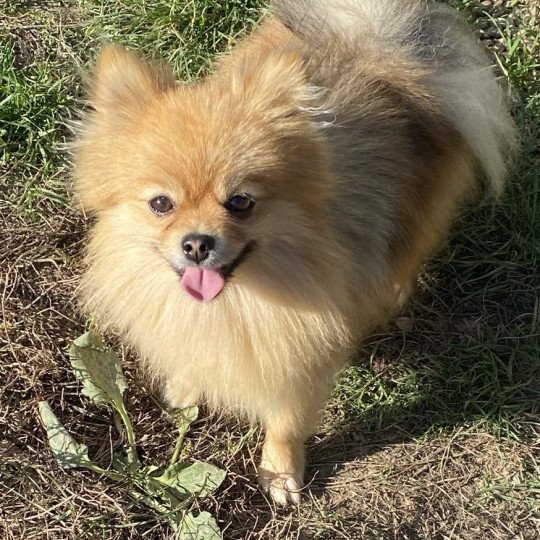 VEBER Spitz Allemand extra nain Mâle Spitz allemand
