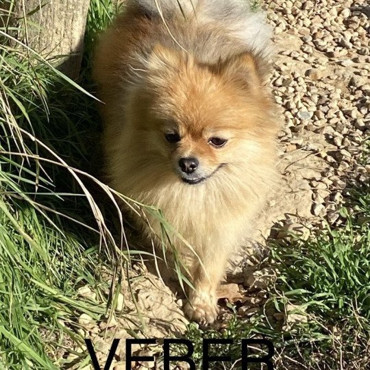 chiot Spitz allemand VEBER Spitz Allemand extra nain Domaine de la Chantelaie