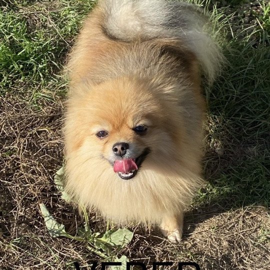 chiot Spitz allemand VEBER Spitz Allemand extra nain Domaine de la Chantelaie