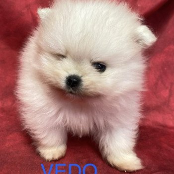 chiot Spitz allemand VÉDO spitz nain à réserver Domaine de la Chantelaie chiot Spitz allemand VÉDO spitz nain à réserver Domaine de la Chantelaie