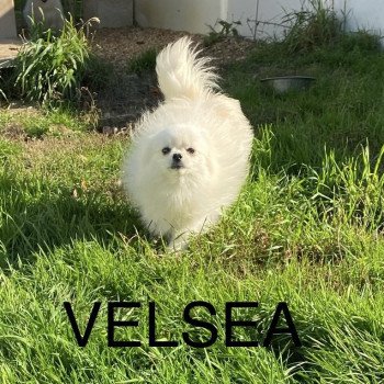 chiot Spitz allemand VELSEA spitz allemand Domaine de la Chantelaie