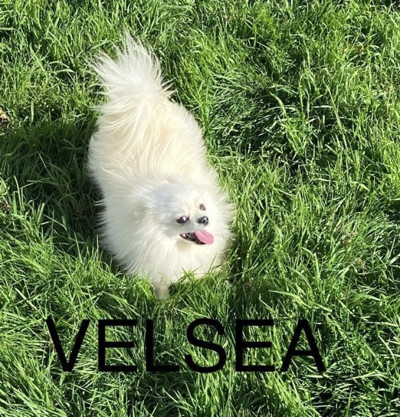 VELSEA spitz allemand Femelle Spitz allemand