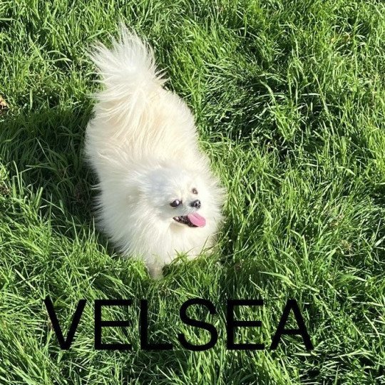 VELSEA spitz allemand Femelle Spitz allemand