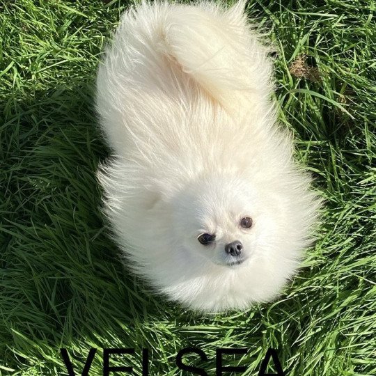 chiot Spitz allemand VELSEA spitz allemand Domaine de la Chantelaie chiot Spitz allemand VELSEA spitz allemand Domaine de la Chantelaie