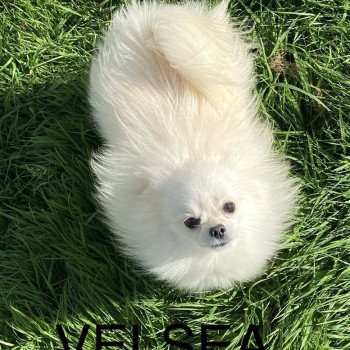 chiot Spitz allemand VELSEA spitz allemand Domaine de la Chantelaie