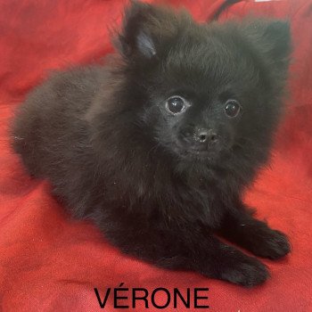 chiot Spitz allemand VERONE Domaine de la Chantelaie chiot Spitz allemand VERONE Domaine de la Chantelaie