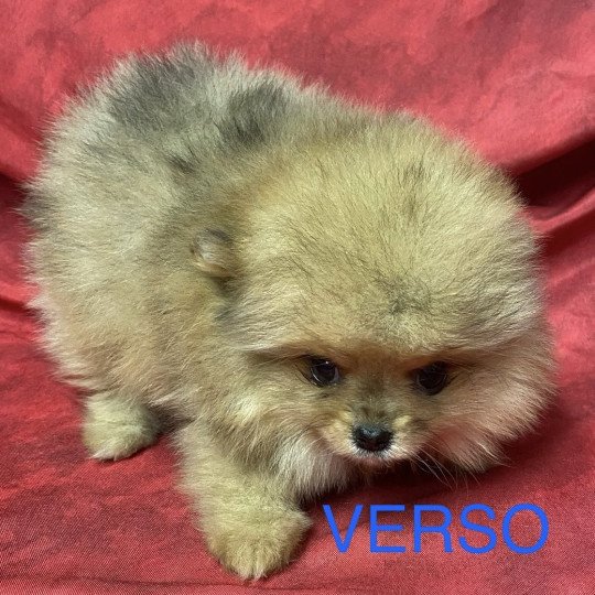 chiot Spitz allemand VERSO Spitz nain à réserver Domaine de la Chantelaie