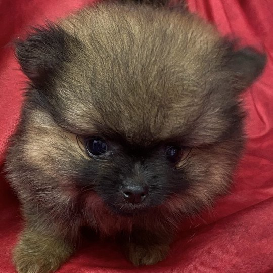chiot Spitz allemand VIANETTE spitz allemand Domaine de la Chantelaie