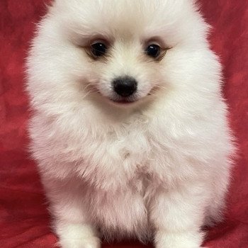 chiot Spitz allemand VIC spitz allemand Domaine de la Chantelaie chiot Spitz allemand VIC spitz allemand Domaine de la Chantelaie