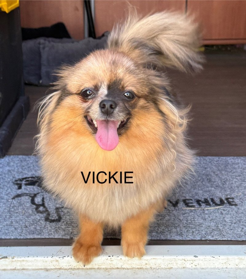 VICKIE spitz disponible Femelle Spitz allemand