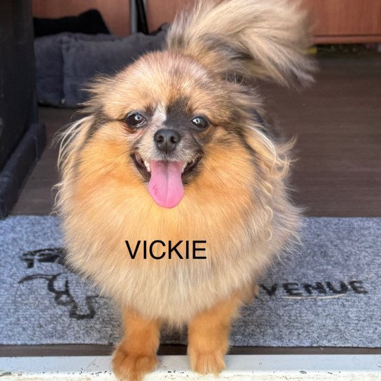 VICKIE spitz disponible Femelle Spitz allemand