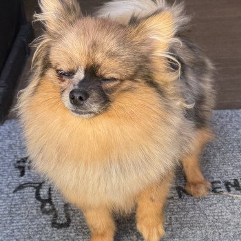chiot Spitz allemand VICKIE spitz disponible Domaine de la Chantelaie chiot Spitz allemand VICKIE spitz disponible Domaine de la Chantelaie