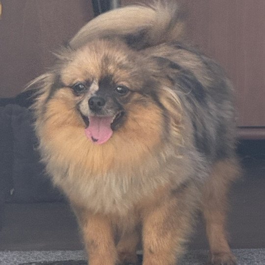 chiot Spitz allemand VICKIE spitz disponible Domaine de la Chantelaie