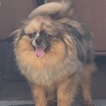 chiot Spitz allemand VICKIE spitz disponible Domaine de la Chantelaie chiot Spitz allemand VICKIE spitz disponible Domaine de la Chantelaie