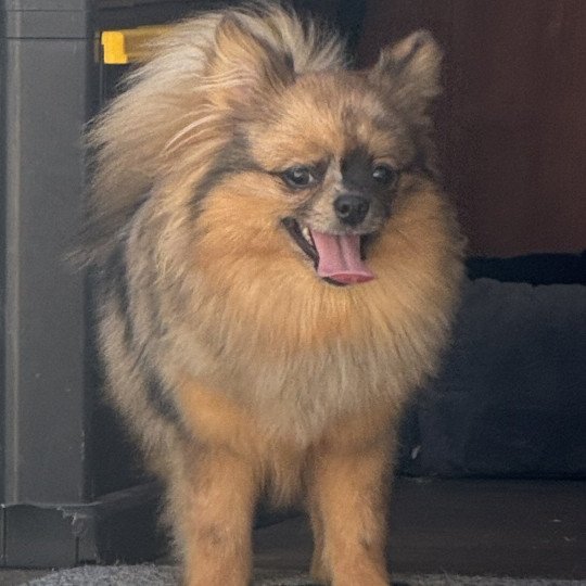 chiot Spitz allemand VICKIE spitz disponible Domaine de la Chantelaie