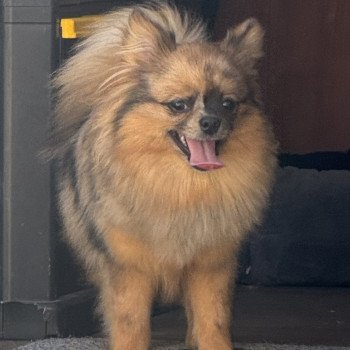 chiot Spitz allemand VICKIE spitz disponible Domaine de la Chantelaie chiot Spitz allemand VICKIE spitz disponible Domaine de la Chantelaie