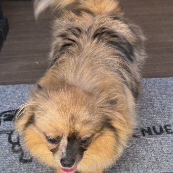chiot Spitz allemand VICKIE spitz disponible Domaine de la Chantelaie chiot Spitz allemand VICKIE spitz disponible Domaine de la Chantelaie