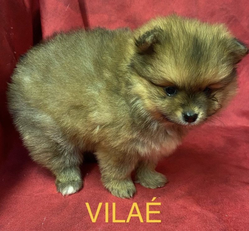 VILAÉ spitz Femelle Spitz allemand