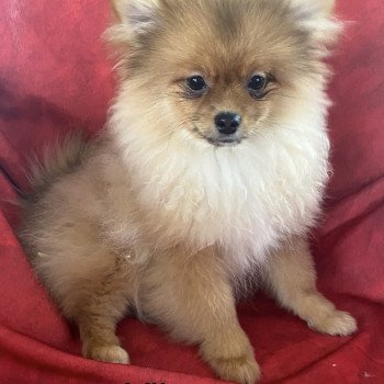 chiot Spitz allemand Roux charbonné VILAÉ spitz Domaine de la Chantelaie chiot Spitz allemand Roux charbonné VILAÉ spitz Domaine de la Chantelaie