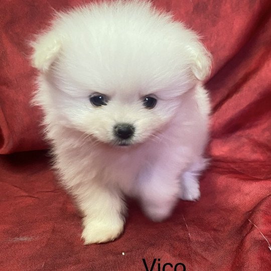 chiot Spitz allemand blanc VILLY spitz Domaine de la Chantelaie