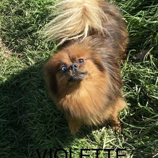 VIOLETTE spitz allemand Femelle Spitz allemand