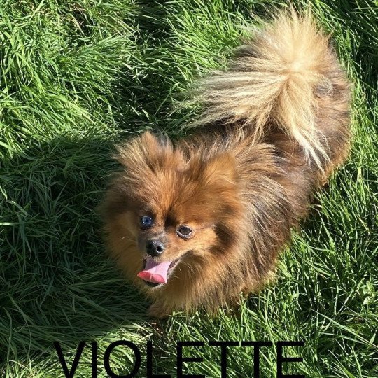 chiot Spitz allemand ROUX CHARBONNÉ VIOLETTE spitz allemand Domaine de la Chantelaie