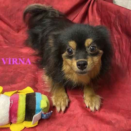 VIRNA spitz Femelle Spitz allemand