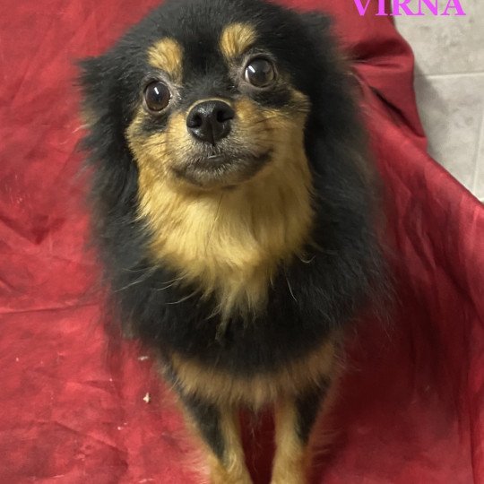 chien Spitz allemand VIRNA spitz Domaine de la Chantelaie