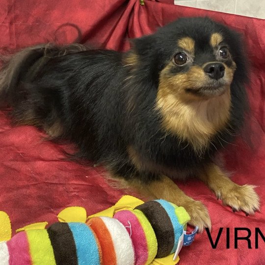 chien Spitz allemand VIRNA spitz Domaine de la Chantelaie