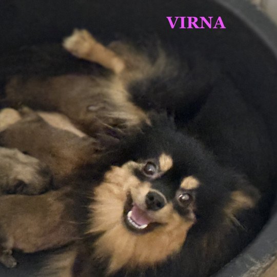 chien Spitz allemand VIRNA spitz Domaine de la Chantelaie