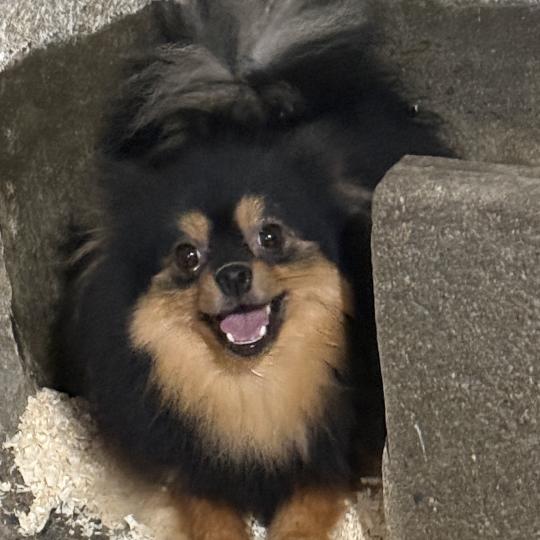 chien Spitz allemand VIRNA spitz Domaine de la Chantelaie